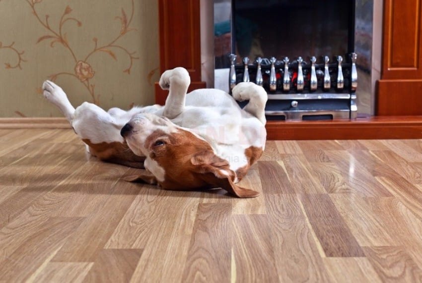 Sàn bị trầy xước do móng vuốt của thú cưng